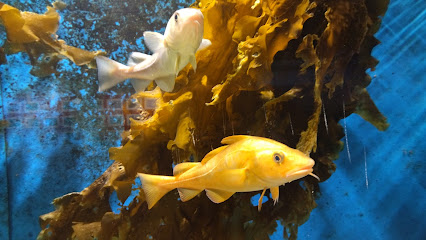 Føroya Sjósavn (Aquarium)