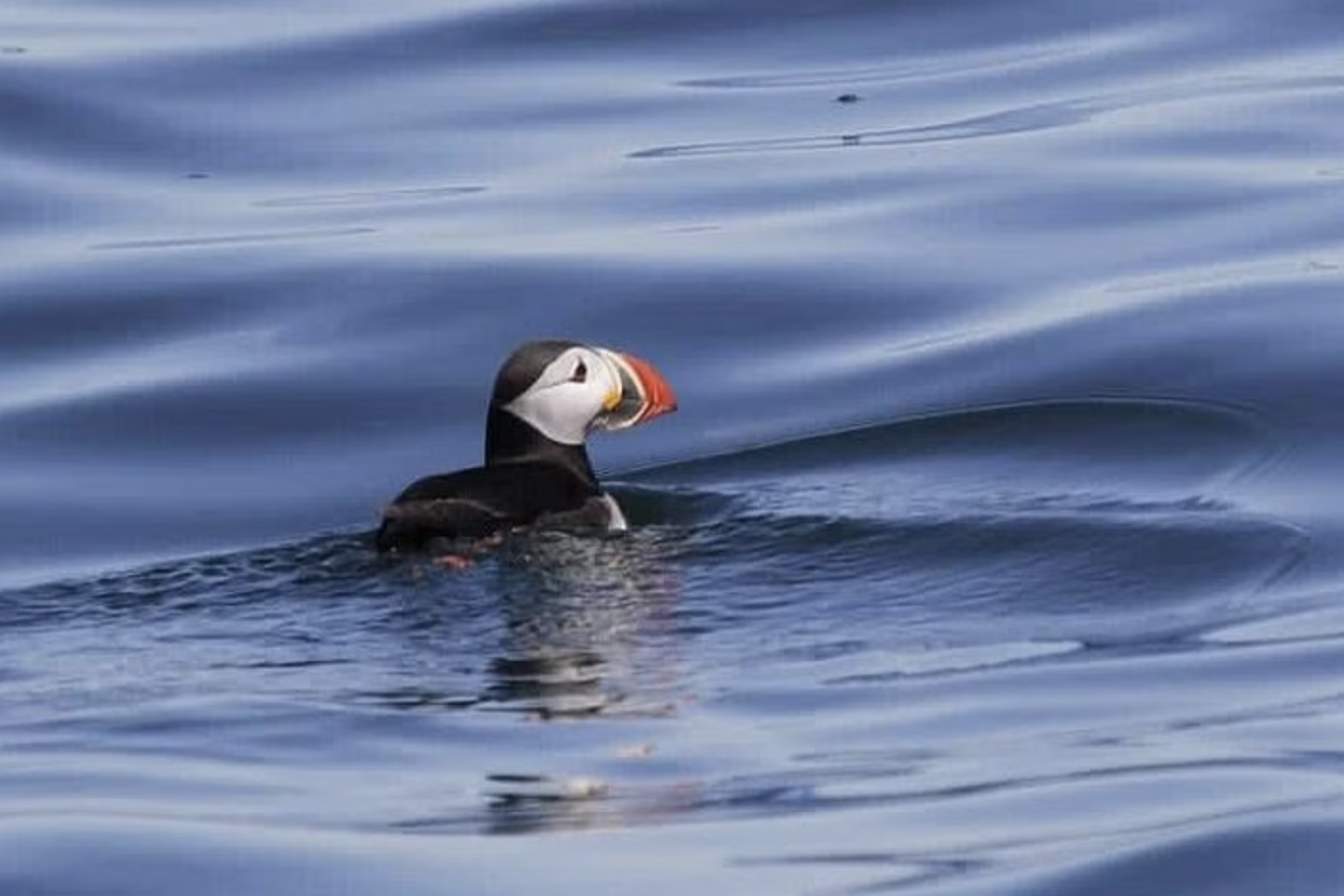 Skærmbillede 2023-06-29 kl. 21.00.48